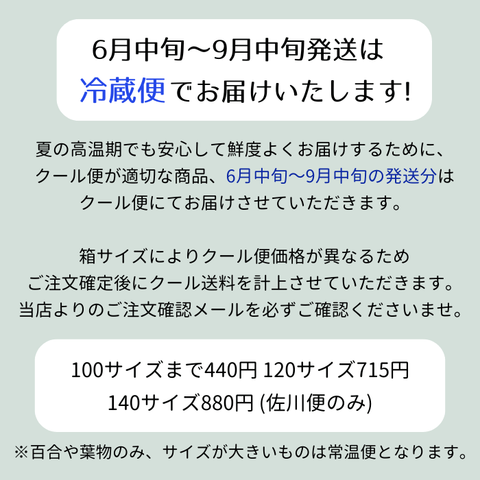 かすみ草 カスミソウ（添え花 フラワー、同梱用） 切花 切り花 生け花