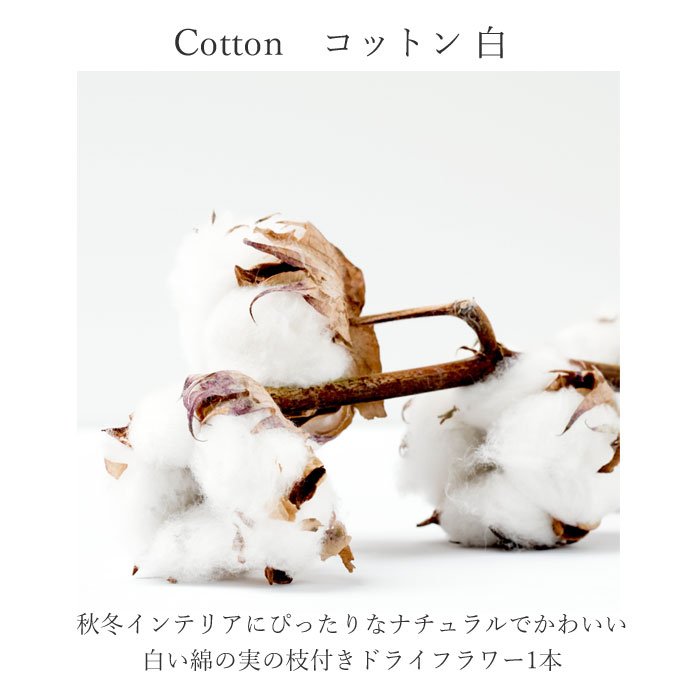 生花ドライ エダモノ コットン（綿 白色）1本 綿の実枝つき ホワイト