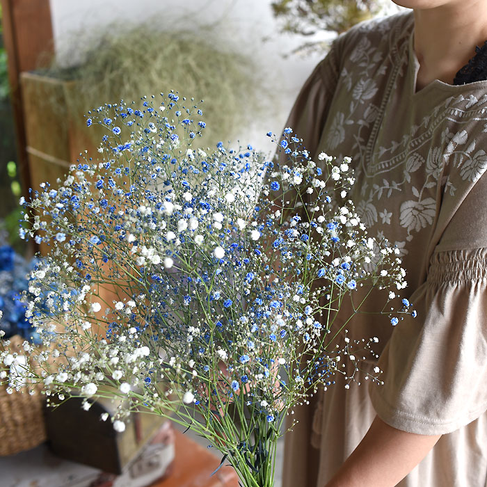 毎月25日限定販売！ニコニコフラワー カラーかすみ草 生花 フレッシュ