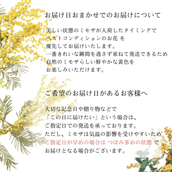 プリティ マーメイド 生花からドライを楽しむミモザスワッグ ミモザ