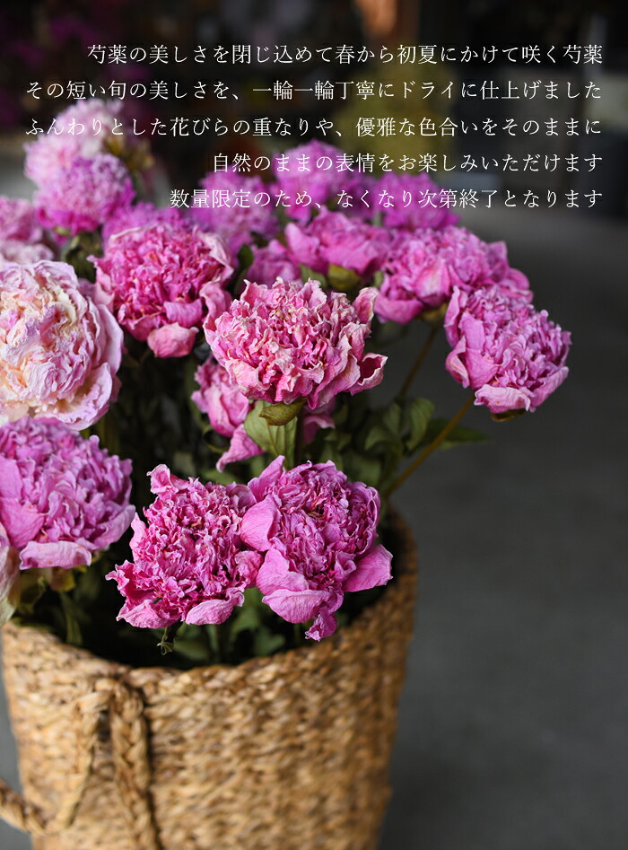 プリティ マーメイド 【単品ドライフラワー】芍薬 ピンク 1本 ドライ