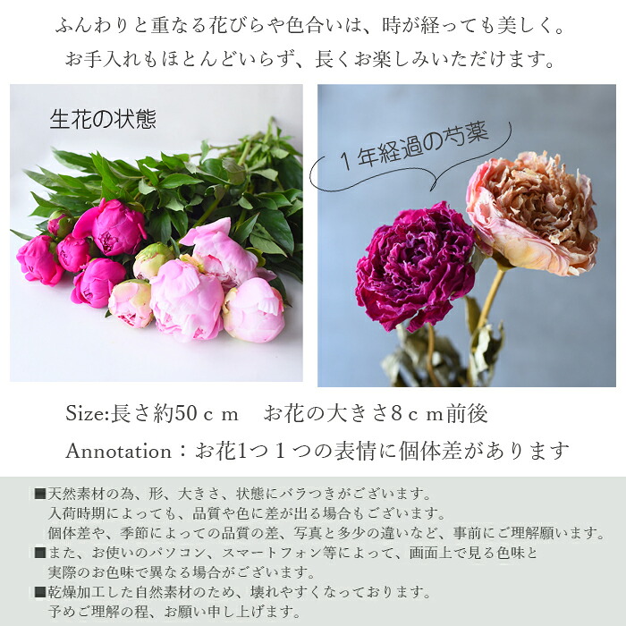 プリティ マーメイド 【単品ドライフラワー】芍薬 ピンク 1本 ドライ