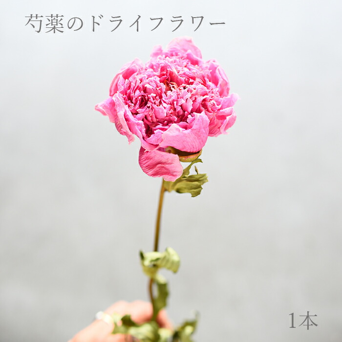 プリティ マーメイド 【単品ドライフラワー】芍薬 ピンク 1本 ドライ