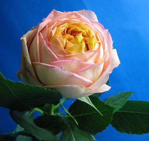 バラ オレンジ（ベビーロマンチカなど丸咲き）5本 切花 切り花 生け花