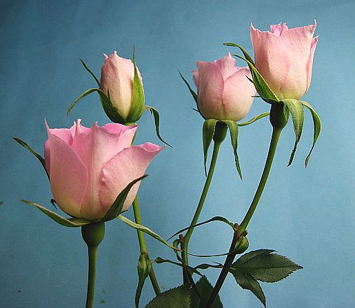 花薔薇のレースの卓上パーテーションミニ3連 花薔薇のレースの卓上パーテーションミニ3連 【公式通販】