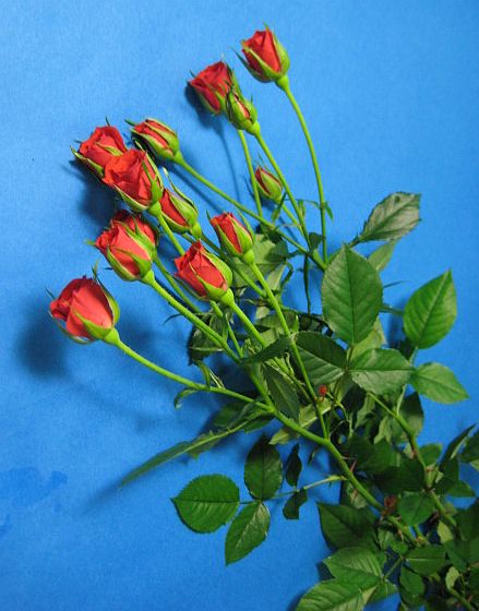 ミニバラ スプレー咲き SPミニバラ 薔薇 ばら アカ（リトルマーベル
