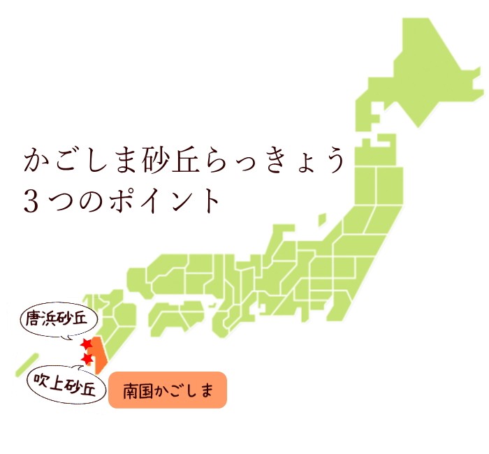 赤らっきょう1 8kg 5月中旬より発送開始 Akarakkyo18 おひさまとくだもの 通販 Yahoo ショッピング