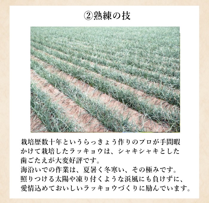 赤らっきょう1 8kg 5月中旬より発送開始 Akarakkyo18 おひさまとくだもの 通販 Yahoo ショッピング