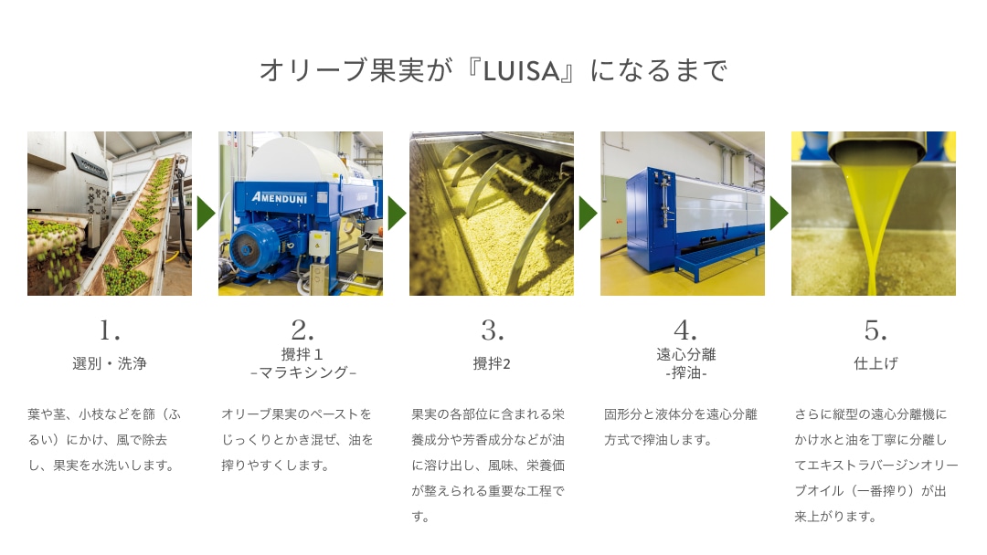 オリーブ果実が『LUISA』になるまで