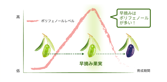 成熟具合によるポリフェノール量の変化