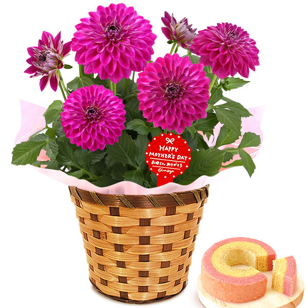 鉢花 花種類 フランネルフラワー 生花 花 ガーデニング 通販 Yahoo ショッピング 鉢花 花種類 フランネルフラワー 生花 花 ガーデニング 通販 Yahoo ショッピング