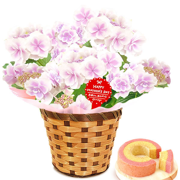 鉢花 花種類 フランネルフラワー 生花 花 ガーデニング 通販 Yahoo ショッピング 鉢花 花種類 フランネルフラワー 生花 花 ガーデニング 通販 Yahoo ショッピング