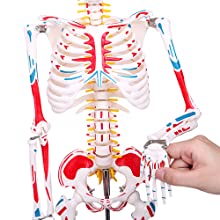 人体模型 約180cm スタンド付き 人体骨格模型 1/2人体モデル 筋肉起始/停止色表示型 85CM