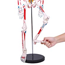 人体模型 約180cm スタンド付き 人体骨格模型 1/2人体モデル 筋肉起始／停止色表示型 85CM