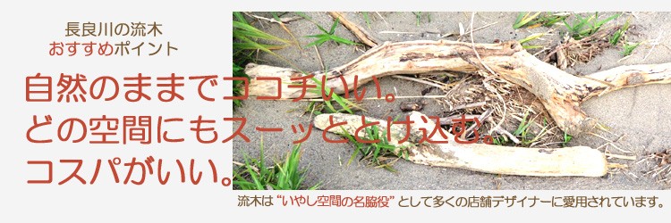 長良川の流木おすすめポイントは、1自然素材にふれることで心地よく、こころがリラックスし、いやされます。2自然がつくり出した造形だからどの空間にもスーッととけ込みます。3自然のままでコストパフォーマンスが高いです。流木は“いやし空間の名脇役”として多くの店舗デザイナーに愛用されています。流木専門店「流木と流木」