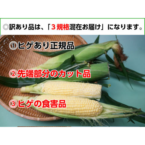 訳あり お試し とうもろこし 甘い トウモロコ...の詳細画像3