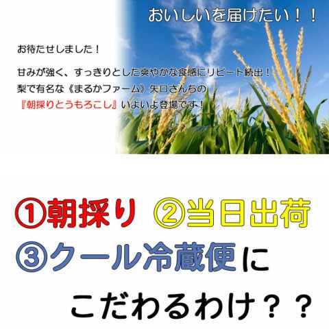 ギフト 甘い とうもろこし トウモロコシ シュ...の詳細画像4
