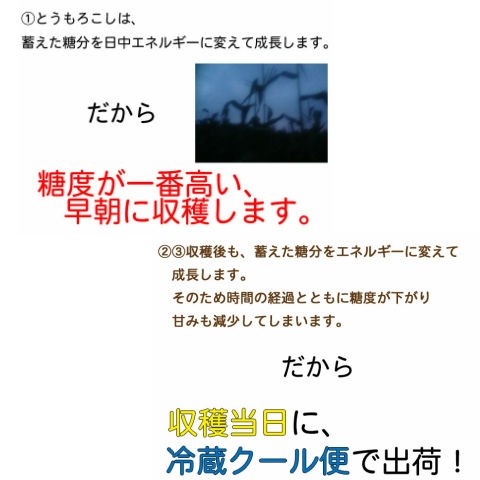 とうもろこし 甘い トウモロコシ 味来 4kg...の詳細画像3
