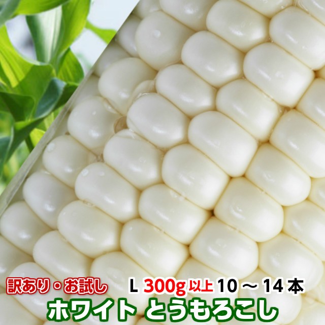 訳あり 数量限定 とうもろこし,トウモロコシ,朝採り,即配,送料無料