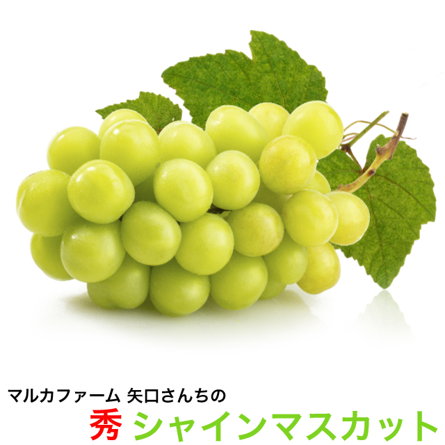 訳あり日本百名山筑波山麓から鈴木ぶどう園のシャインマスカットと巨峰のセット,シャインマスカット,巨峰,葡萄,ぶどう,お試し,鈴木ぶどう園,訳ありシャインマスカット、巨峰セット1.5kg,送料無料,訳あり,朝採り,収穫当日出荷,送料無料
