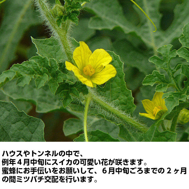 吉田さんちの金色羅皇2L以上１玉  黄色 大玉 甘い ギフト すいか 西瓜 フルーツ 茨城 お取寄せ watermelon |  | 09