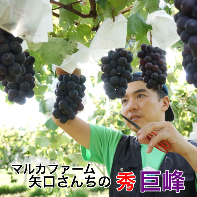 巨峰,葡萄,ぶどう,お彼岸,敬老の日,矢口さんちの巨砲,茨城県産,朝採り,収穫当日出荷,送料無料,ギフト