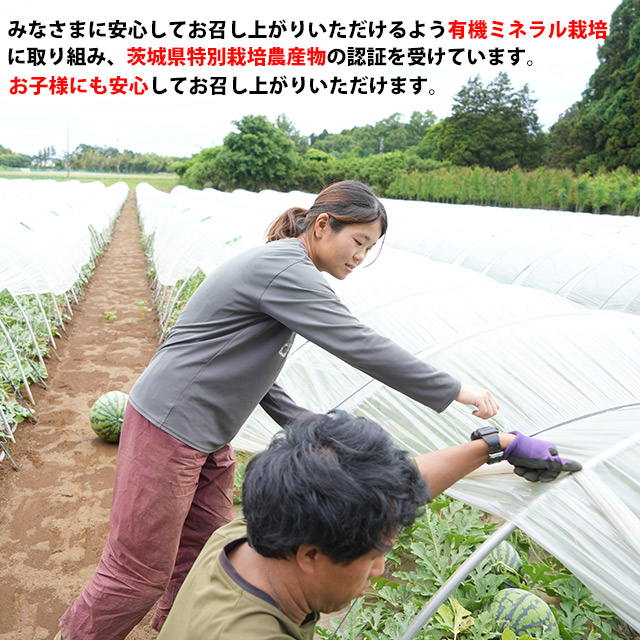 吉田さんちの金色羅皇2L以上１玉  黄色 大玉 甘い ギフト すいか 西瓜 フルーツ 茨城 お取寄せ watermelon |  | 04