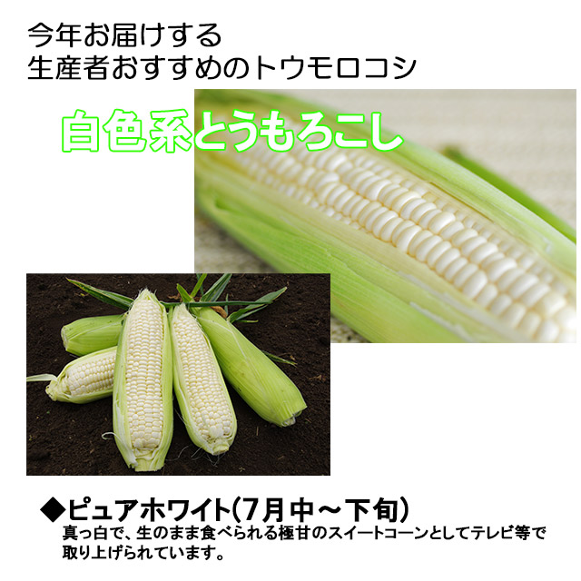 とうもろこし トウモロコシ ほしつぶコーン 4kg箱 2L 350g以上 10〜12 