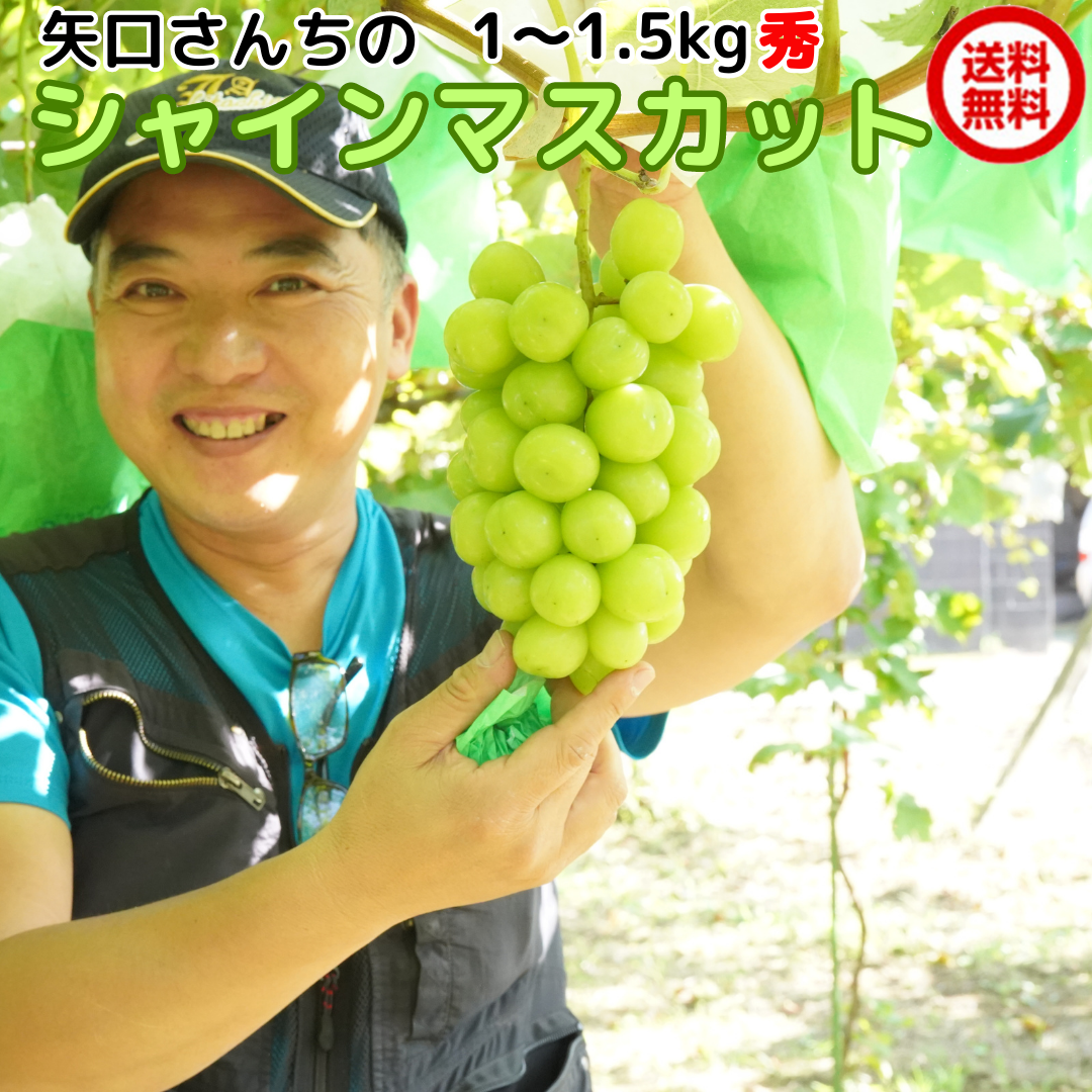 Mtg VC}XJbg G 1`1.5kg uhE Ԃǂ   t[c  p 錧Y Y