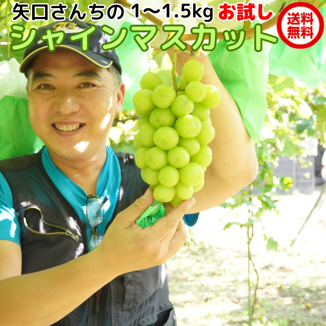 シャインマスカット 訳あり 5Kg」の人気商品一覧 | 安い商品を