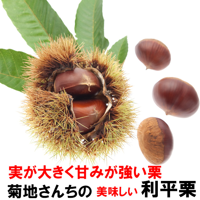 茨城県産 約5kg 無農薬 生栗 3L 4L 【公式通販】
