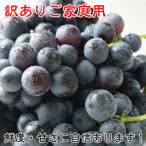 爆買 訳あり 種あり 巨峰 ブドウ ぶどう 葡萄 鈴木さんちの訳あり種
