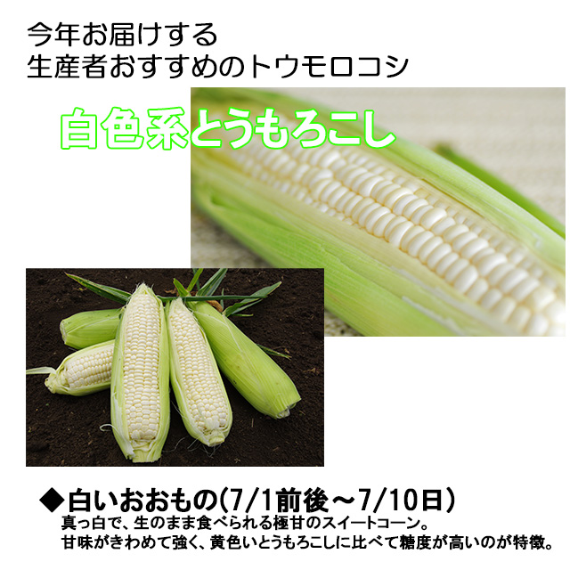 雪の要請(7/20〜末)真っ白で、生のまま食べられる極甘のスイートコーン。甘みと旨味が大変濃厚な品種です。