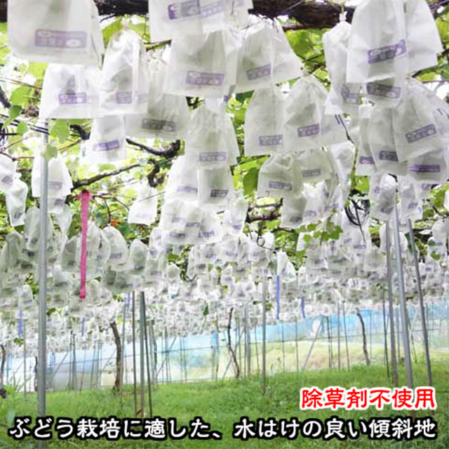 爆買 訳あり 種あり 巨峰 ブドウ ぶどう 葡萄 鈴木さんちの訳あり種