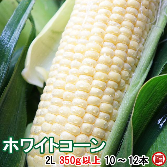 とうもろこし 甘い トウモロコシ 白いおおもの 4kg箱 2L 350g以上 10
