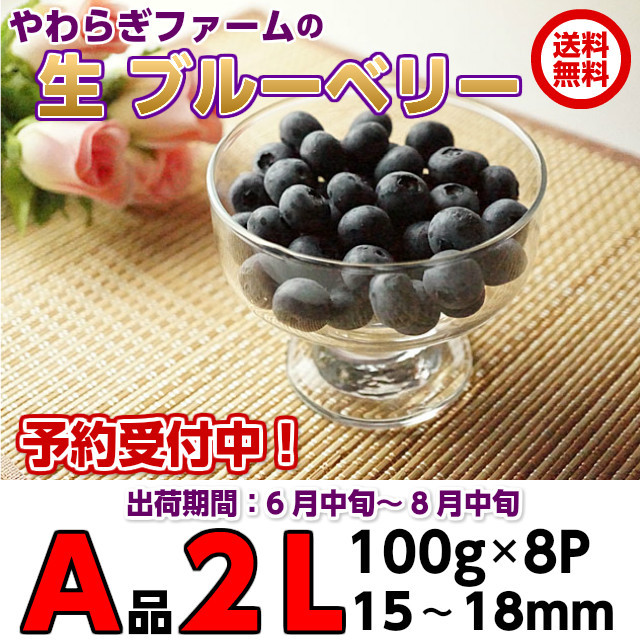 ギフト 生 ブルーベリー 2L A品 800g 100g×8 贈答用 茨城 産直 食物