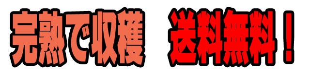 JAやさとの富有柿,完熟,送料無料