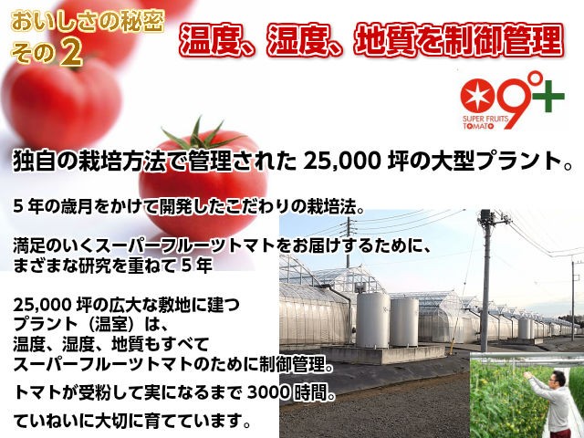 ギフト フルーツトマト スーパーフルーツ トマト 小箱×2 1箱8〜12玉 約800g  とまと  贈答用 茨城 産直｜oishiine-ibaraki｜05