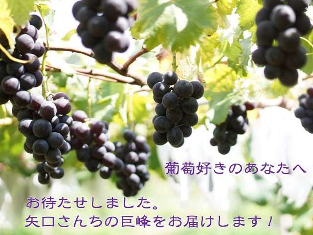 葡萄好きのあなたへ、矢口さんちの巨峰をお届けします。巨峰,葡萄,ぶどう,お彼岸,敬老の日,朝採り,収穫当日出荷,送料無料,ギフト