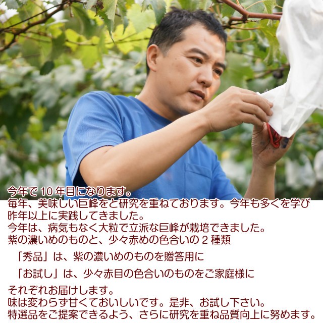 爆買 種なし 巨峰 ギフト ブドウ ぶどう 葡...の詳細画像1