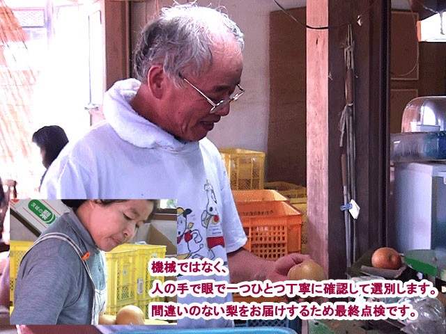 爆買 梨 幸水/豊水/新高/新興 なし 完熟梨 秀 M以上〜6L 5kg箱 茨城県