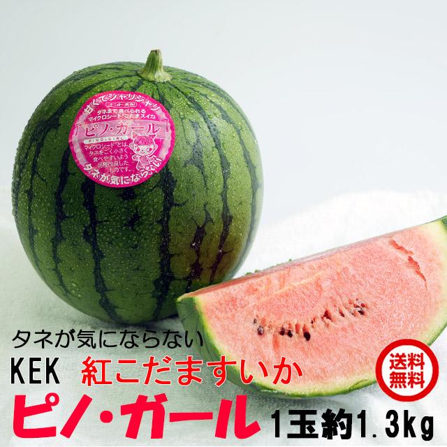 小玉 スイカ ギフト 紅こだま西瓜 ピノガール 1玉 約1.3kg すいか 西瓜 茨城 産地直送 watermelon