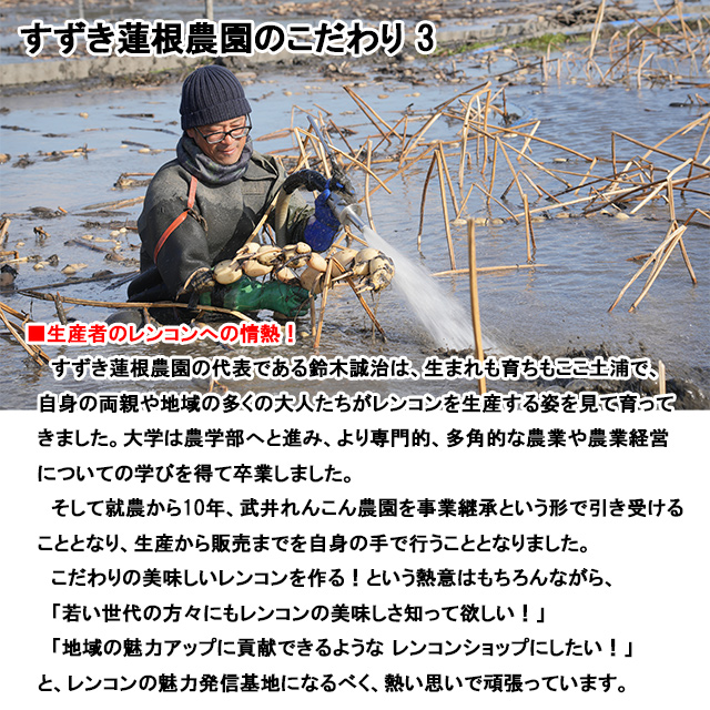 れんこん レンコン 約1kg 茨城 土浦 霞ヶ浦 レンコン 蓮根 ご家庭用 レンコン 保存 方法 長持ち すずき蓮根農園 ギフト 産地直送 lotus  root