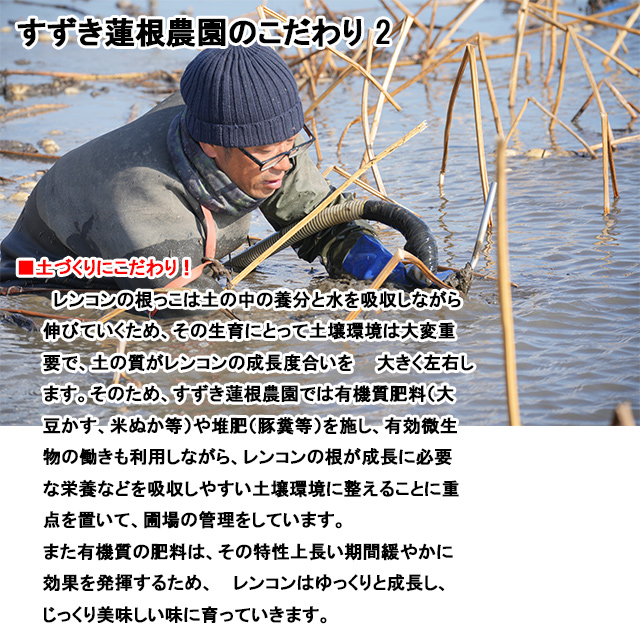 れんこんパウダー 50g×1パック 粉れんこん レンコンパウダー 蓮根パウダー 茨城 霞ヶ浦 すずき蓮根農園｜oishiine-ibaraki｜03