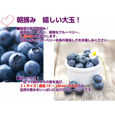 ギフト 生 ブルーベリー 2L A品 800g 100g×8 贈答用 茨城 産直 食物