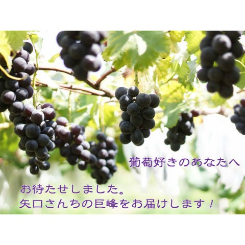 爆買 種なし 巨峰 ギフト ブドウ ぶどう 葡...の詳細画像2