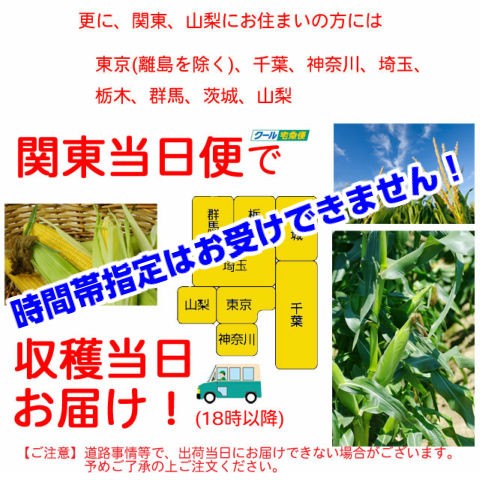 ギフト 甘い とうもろこし トウモロコシ シュ...の詳細画像3