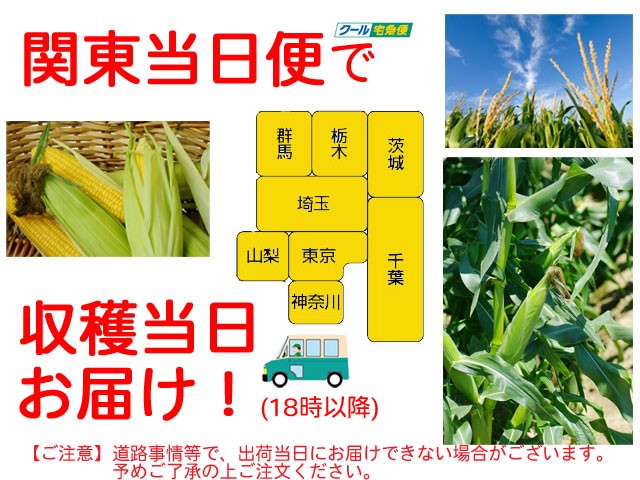 とうもろこし,朝採り,即日配送,送料無料,ギフト