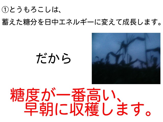 とうもろこし,朝採り,即日配送,送料無料,ギフト