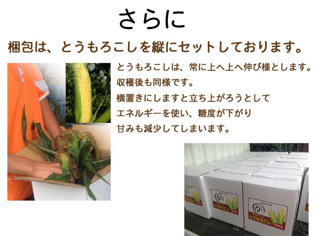 とうもろこし,朝採り,送料無料,ギフト